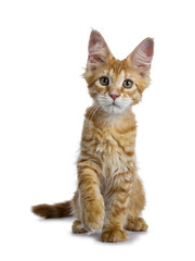 Adorable little red Maine Coon cat kitten sitting front view with tail behind body and one paw lifted, looking at camera with mesmerizing green eyes, isolated on white background
