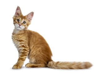 Adorable little red Maine Coon cat kitten standing side ways with tail behind body, looking at camera with mesmerizing green eyes, isolated on white background