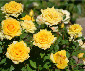 yellow rose