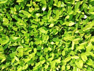 Fototapeta na wymiar Green leaves full Frame pattern. 