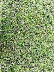 Green leaves full Frame pattern.