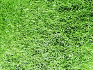 full Frame Green artificial grass.