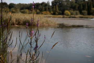 water plant on the lake. autumn