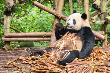 Cute funny giant panda eating bamboo. Wild animal in forest