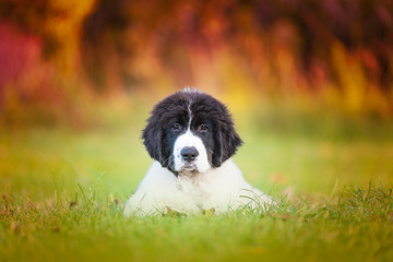 landseer dog pure breed in white studio