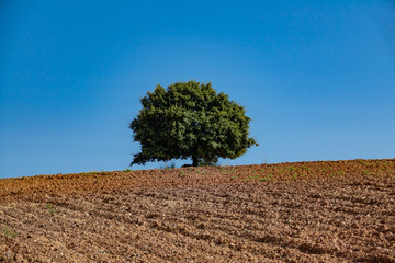 Obraz premium Holm oak over cultivated land against blue sky