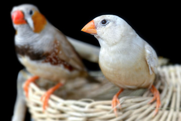 Light cream color Zebra-finch bird