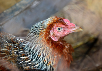 keep looking eye from hen