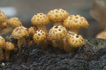 Pholiota aurivella mushroom