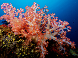 Fototapeta na wymiar special corals