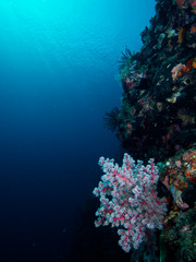 Plakat suna and corals