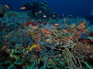 Fototapeta na wymiar Corals and anthias