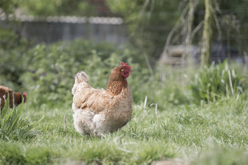 Chicken