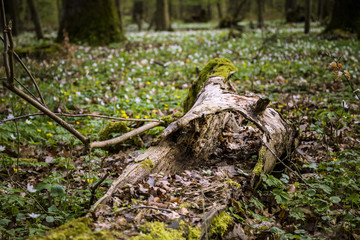 rotten tree at rotenacker forest 