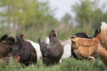 Chicken