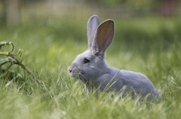 Grey Rabbit