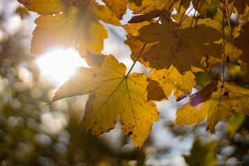 feuille d'erable jaune en autonne ensolleillé