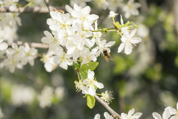 mirabelle blossom with bee in spring