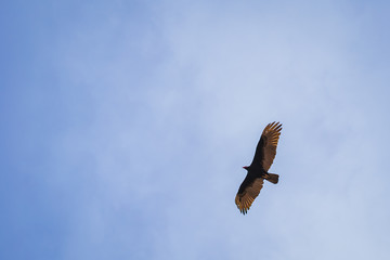 bird flying with blue sky
