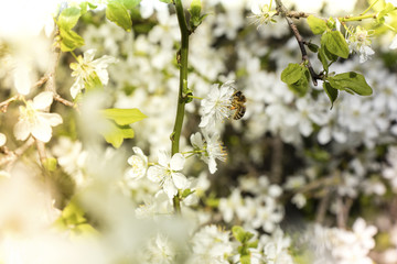 mirabelle blossom with bee in spring