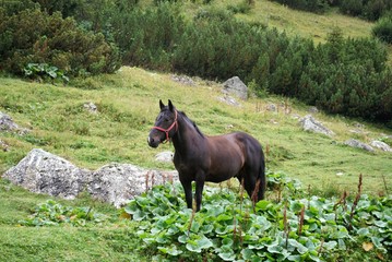 Beautiful horse on mountain paths