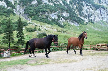 Beautiful horses on mountain paths