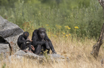 Chimpansee mother and child baby