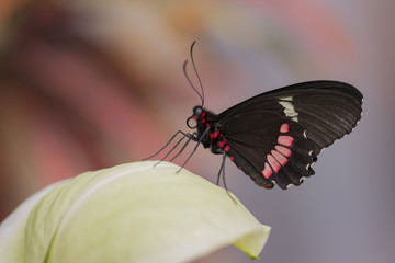 Butterfly close up macro