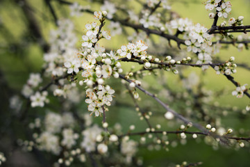 mirrabelle blossom on a cold spring morning