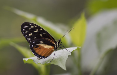 Butterfly close up macro