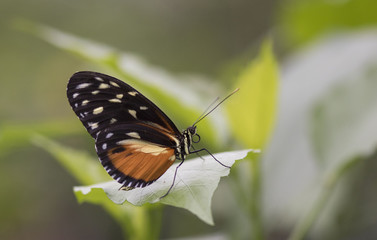 Butterfly close up macro