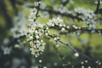 mirrabelle blossom on a cold spring morning