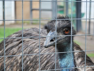 Ostrich / Ostrich in zoo looking through the mesh - 222182261