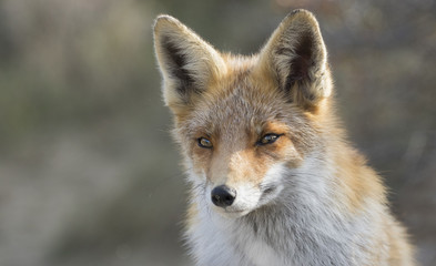 Fox