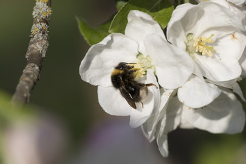 Fototapeta na wymiar apple blossom with bumblebee in spring