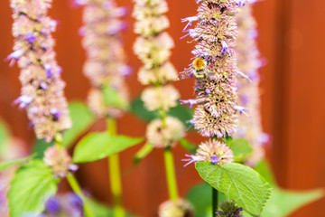Bumblebee on a delphinium elatum