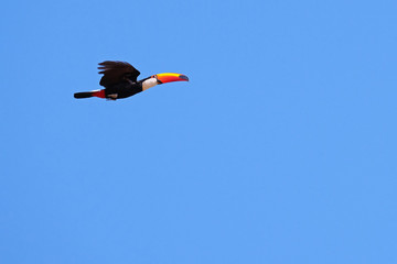 Flying Toco Toucan, Ramphastos Toco, also known as the Common Toucan, Giant Toucan, Pantanal, Mato...