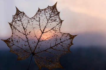 Autumn transparent skeleton leaf color background
