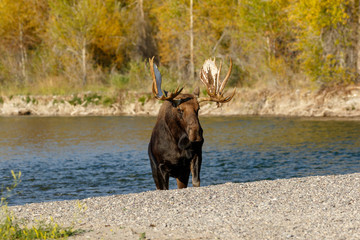 Bull Moose by river