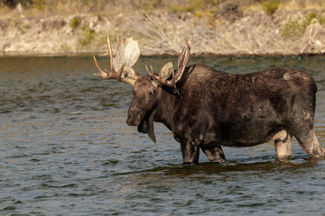 Bull Moose in River