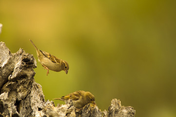 Birds fightning for food