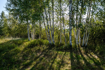 birch tree trunk texture in direct sunlight