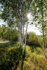 birch tree trunk texture in direct sunlight