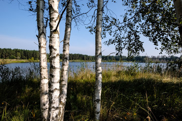 birch tree trunk texture in direct sunlight