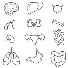 Fototapeta premium Human organs line icon set