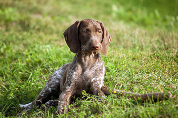 german shorthaired pointer, kurtshaar one brown spotted puppy lies on the green grass next to the stick, in the mouths of pieces of gnawed wood, looks into the distance, a beautiful dog,