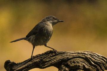Subalpine warbler (sylvia cantillans) portrait