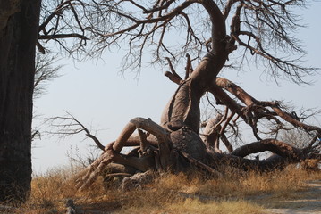 baobab