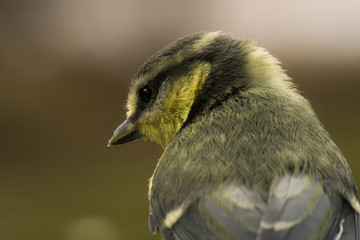 Blue tit (cyanistes caeruleus) portrait