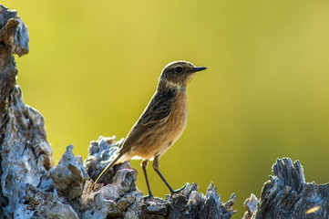 Whinchat (saxicola rubetra) female, portrait